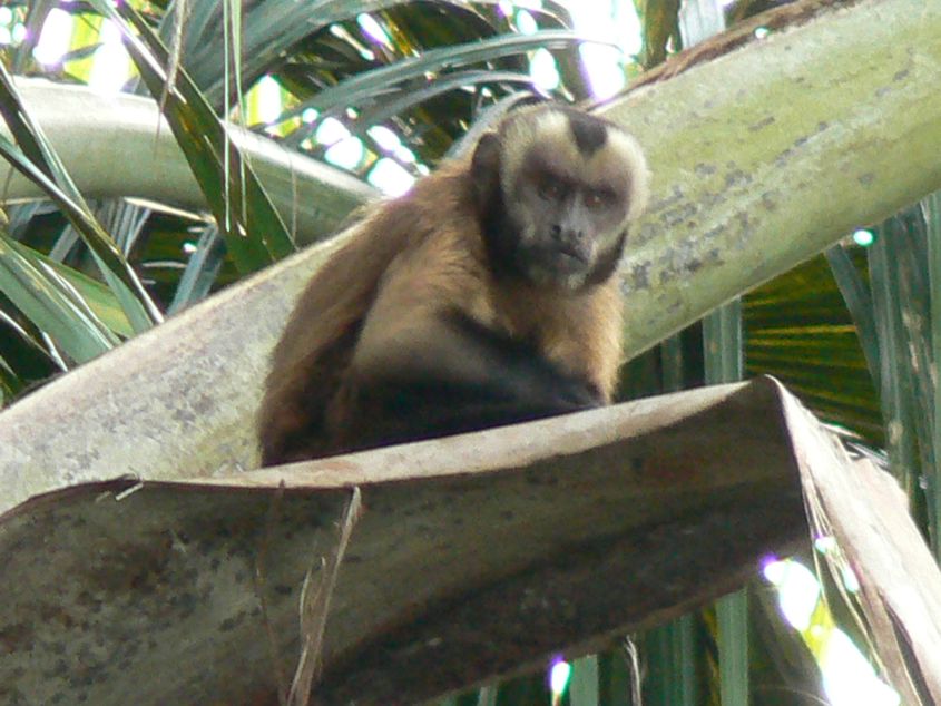 Brown Capuchin Monkey